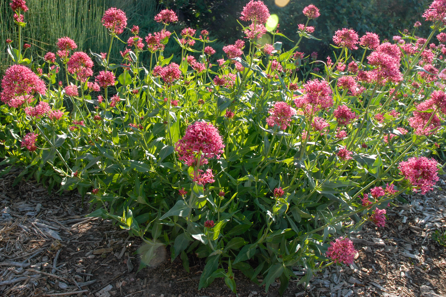 Red Valerian